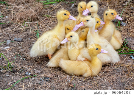 Duck broiler on a home farm Duck broiler on a home farm 96064208