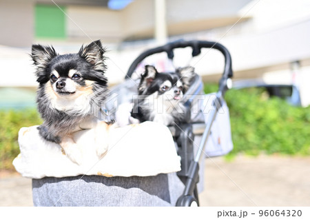 犬用カートに乗ってショッピング チワワ イメージ 犬用カートに乗ってショッピング チワワ イメージ 96064320