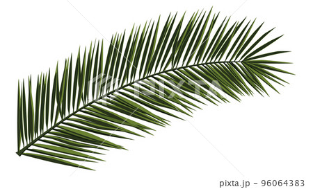Green realistic palm branch isolated on white. Palm leaves for collage. Vector illustration. 96064383