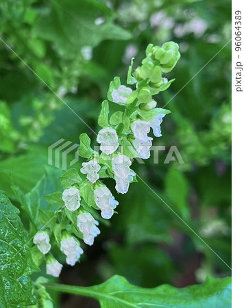秋に咲く白いシソの花 96064389