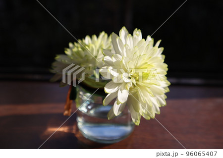 空瓶にクリサンセマムを飾る 96065407