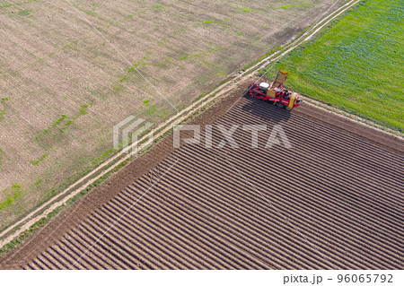 Seasonal harvesting of potatoes 96065792