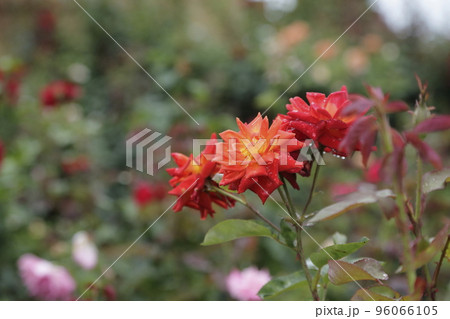 荒尾市 おもやい市民花壇 バラの花、 荒尾市 おもやい市民花壇 バラの花、 96066105