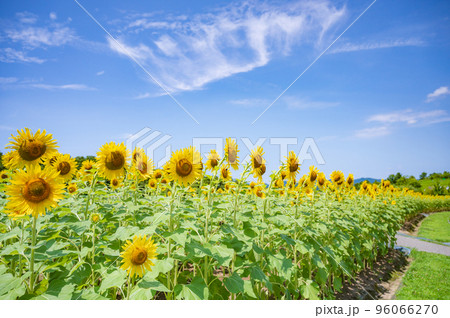 新潟 夏の青空とひまわり畑 新潟 夏の青空とひまわり畑 96066270