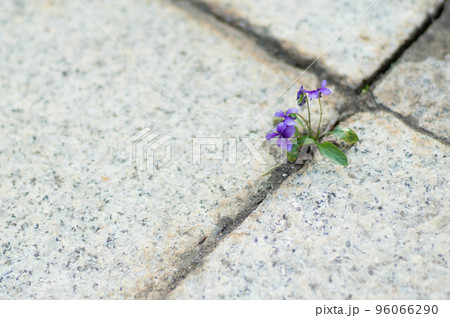 コンクリートの隙間にたくましく咲く紫色の小さな花 96066290