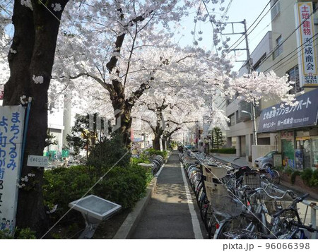 呑川柿の木坂緑道の桜 (東京都目黒区) 呑川柿の木坂緑道の桜 (東京都目黒区) 96066398