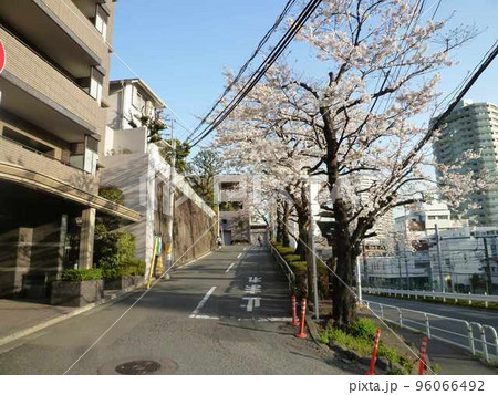 花房山の桜　　（東京都品川区） 96066492