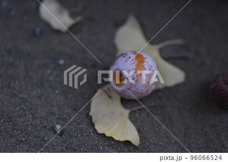 地面に落ちた銀杏 96066524