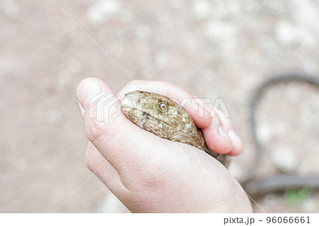 European legless lizard, Pseudopus apodus apodus, Sheltopusik. It's a non venomous reptile looks like a snake. Caught in Armenia European legless lizard, Pseudopus apodus apodus, Sheltopusik. It's a non venomous reptile looks like a snake. Caught in Armenia 96066661