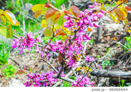 Luxurious Redbuds tree with lush blooming flowers in the park, eastern redbud Luxurious Redbuds tree with lush blooming flowers in the park, eastern redbud 96066664