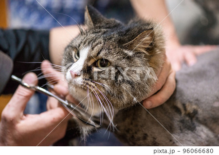 Cat grooming in pet beauty salon. Grooming master cuts and shaves a cat, cares for a cat portrait 96066680