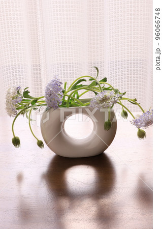 ブルーレースフラワー 96066748