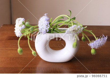 ブルーレースフラワー ブルーレースフラワー 96066751