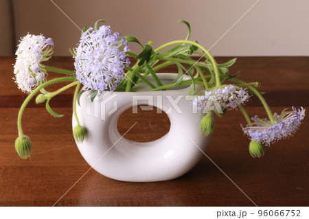 ブルーレースフラワー 96066752