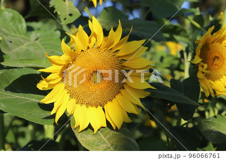日本の秋の公園に咲く黄色い大きなヒマワリの花 日本の秋の公園に咲く黄色い大きなヒマワリの花 96066761