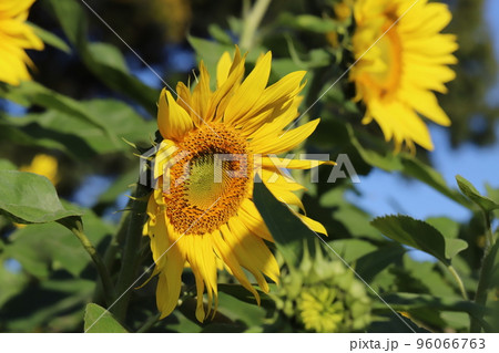 日本の秋の公園に咲く黄色い大きなヒマワリの花 日本の秋の公園に咲く黄色い大きなヒマワリの花 96066763