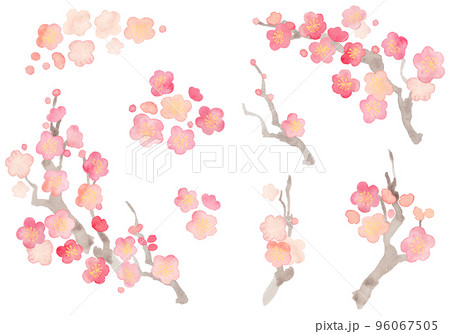 水彩で描いた優しい紅梅のパーツ 96067505