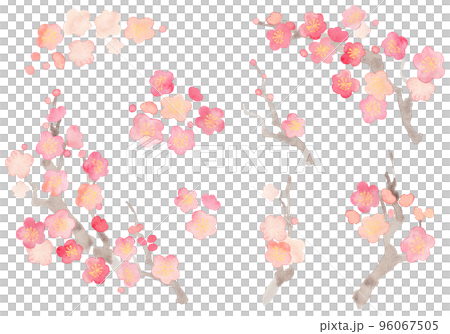水彩で描いた優しい紅梅のパーツ 96067505