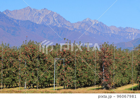 秋の北アルプス後立山連峰とリンゴ畑 96067981