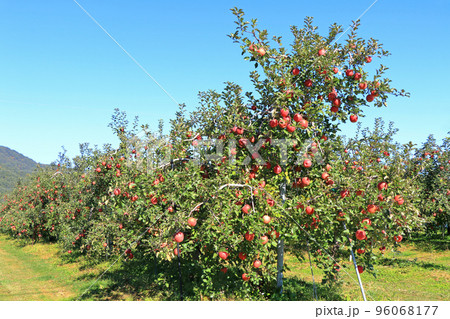 安曇野　北アルプス山麓のリンゴ園 96068177