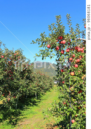 安曇野　北アルプス山麓のリンゴ園 96068181