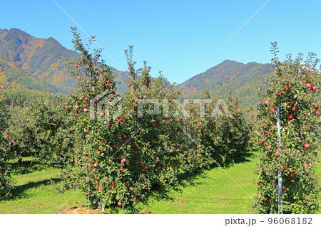 安曇野　北アルプス山麓のリンゴ園 96068182