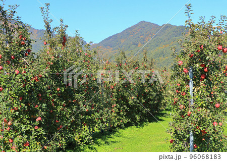 安曇野　北アルプス山麓のリンゴ園 96068183