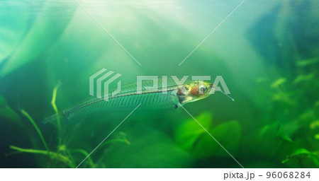 Introducing the glass catfish. Shot of exotic fish in an aquarium. Introducing the glass catfish. Shot of exotic fish in an aquarium. 96068284