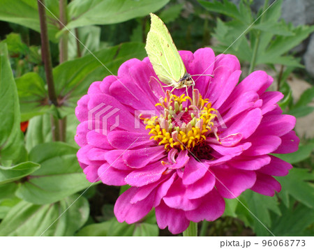 yellow lemongrass butterfly on a pink tsinia flower in a sunny summer garden. 96068773