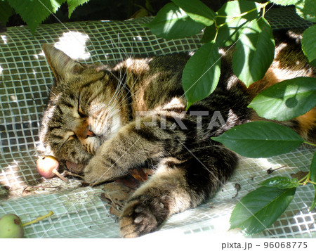 a striped cat sleeps sweetly in the garden under a tree on a sunny summer day. Laziness, relaxation, enjoyment, rest. Close-up. Hugs, a leisurely life, mental health. 96068775