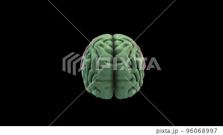 Brain Rotation Loop Background 3D Rendering Animation. Human Brain Lobe - Parts. 96068997