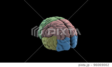 Brain Rotation Loop Background 3D Rendering Animation. Human Brain Lobe - Parts. 96069002