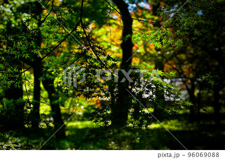 紅葉の青葉 96069088