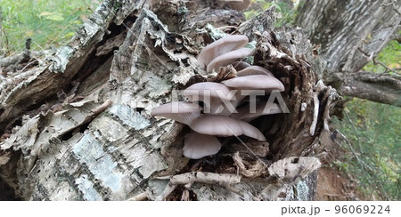 天然ヒラタケ 天然ヒラタケ 96069224