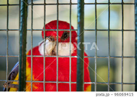 bright red yellow caged parrot 96069415