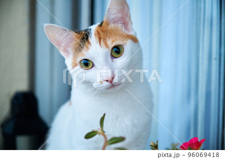portrait of white with cat spots portrait of white with cat spots 96069418
