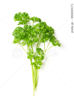 Bunch of curly parsley, from above. Fresh curly leaf parsley, with bright green crinkled leaves, used as a garnish. Petroselinum crispum, widely cultivated as a culinary herb and as a vegetable. Photo 96069471
