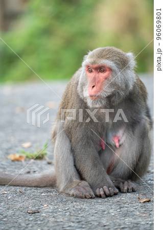 マカクザル オナガザル科 さる 96069801
