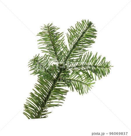Fir tree branch isolated on white 96069837