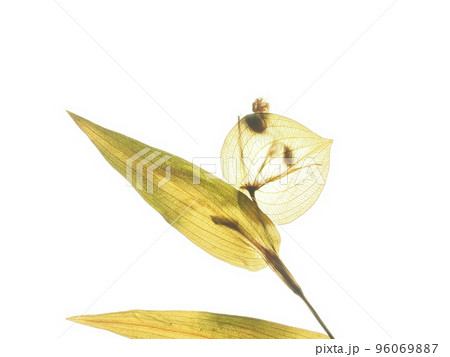 ツユクサの　押し花 96069887