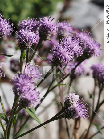 ヒメヒゴタイの花 96069955