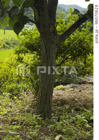 木 植物 自然 96070628