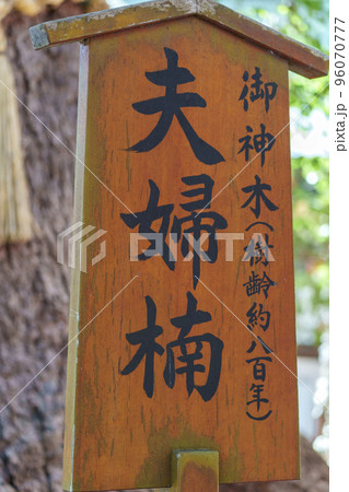 住吉神社　初辰さんの御神木　夫婦楠 96070777