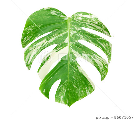 Monstera Constellation on isolated white background 96071057