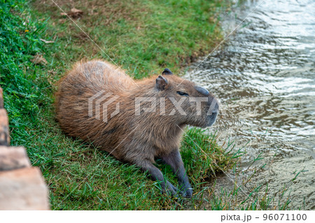 The largest rodent in the world Capybara in a city by the river The largest rodent in the world Capybara in a city by the river 96071100