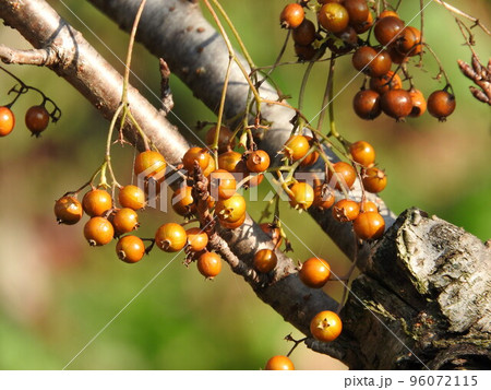 ヘクソカズラの実 96072115