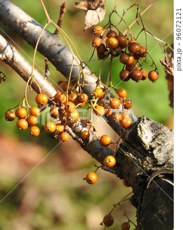 ヘクソカズラの実 ヘクソカズラの実 96072121