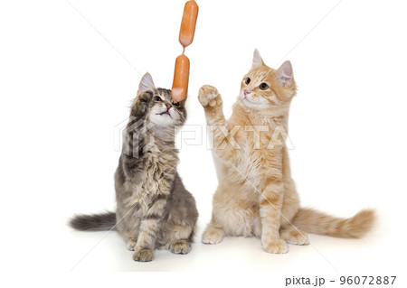 Grey and red kitten playing with sausages Grey and red kitten playing with sausages 96072887