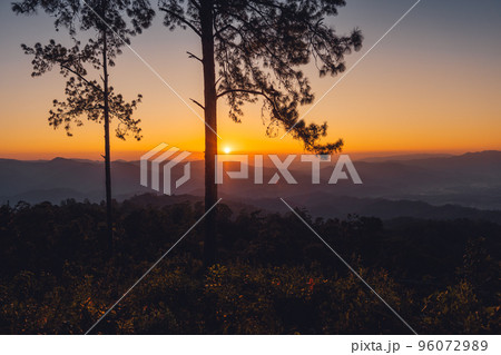 In the forest at dusk and evening light 96072989