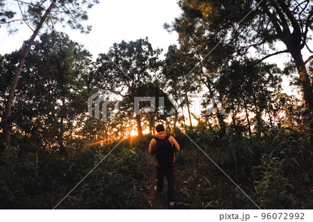 In the forest at dusk and evening light 96072992